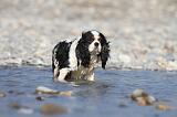 CAVALIER KING CHARLES 248
